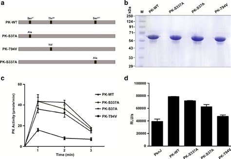 pk mutant architecture purification  full length proteins