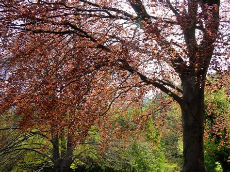 Faia é uma árvore frondosa que pode chegar aos 300 anos