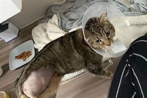 Tamworth Owners Devastation As Cats Leg Amputated After It Was Shot