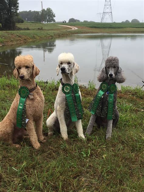 Poodles can hunt
