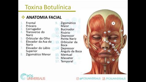 Master De Toxina Botulínica Vívian Castelo Módulos 01 E 02 Youtube