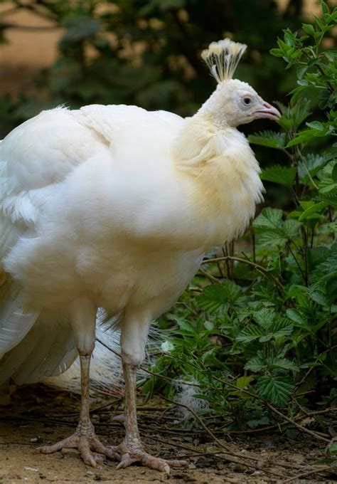 leucistic peacock - ZooChat