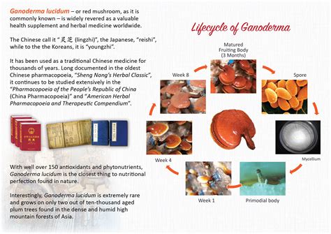 How To Use Various Ganoderma Products - RYZE Superfoods