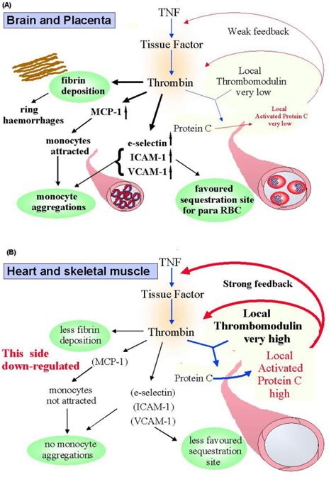 The Proposed Influence Of Differences In Thrombomodulin Levels On