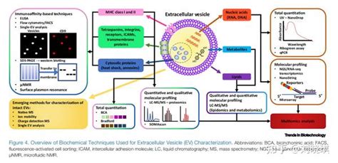 外泌体相关研究文献分享轻松读完一篇文献（十三）（下） 知乎