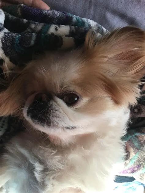 15 Realities That New Pekingese Owners Must Accept