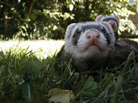 photo weasels animal fur mammal   jooinn