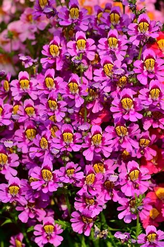 schizanthus flower butterfly flower stock photo  image