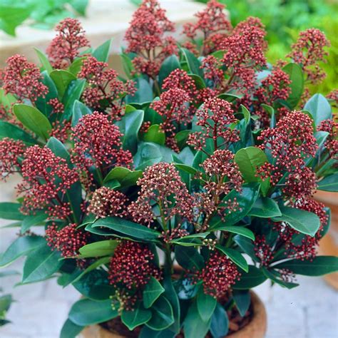 Skimmia Japonica | ubicaciondepersonas.cdmx.gob.mx