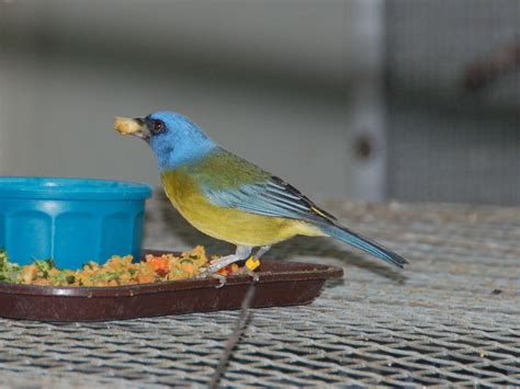 The Online Zoo - Blue-and-yellow Tanager