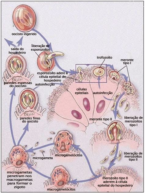 Protozoagua