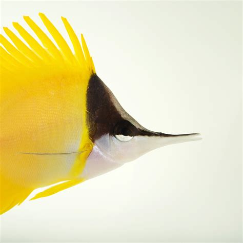 Best Butterfly Fish