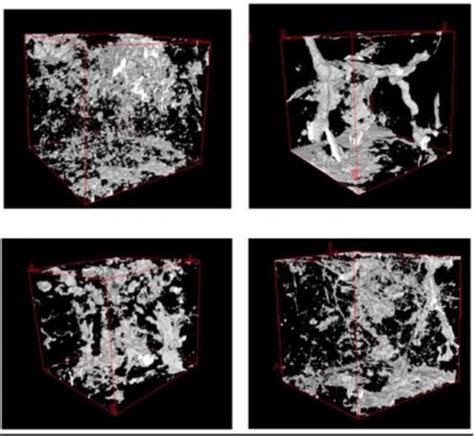 Pore Networks In Four Soil Samples Visualized Using X Ray Computed