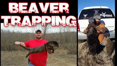 Beaver Trapping 2017 Youtube