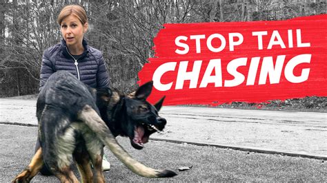 How To Stop Your Dog From Chasing Their Tail - Sara Ondrako