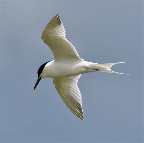 Herts Bird Club 2024 Sandwich Tern Fairlands ADay 16Apr