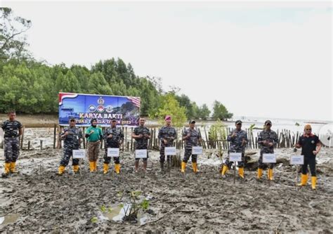 Lantamal XII Bersama Satgas Operasi Trisila 2023 Tanam Mangrove Di Desa