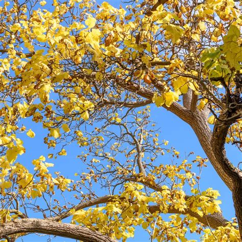 Paraiso das Árvores Muda Ipê Amarelo Tabebuia chrysotricha Tudo em