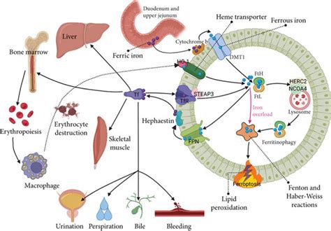 Iron Metabolism And Ferroptosis Problems In Any Of The Parts Of Iron