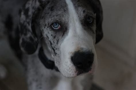 Every Thing You Need To Know About Great Dane Eye Colors Great Dane K9