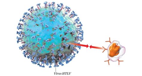 Virus Linfotrópico Humano De Células T Tipo 1 Consejos Celulares