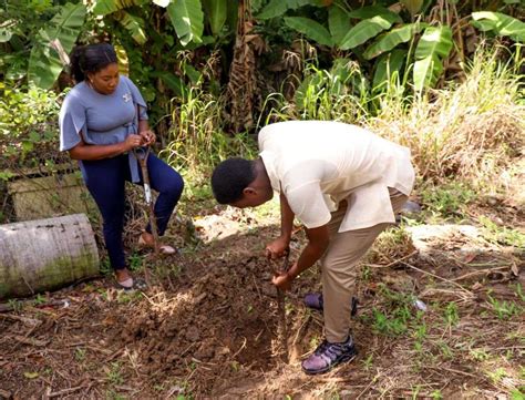 Breadfruit Caravan Makes Stop In Scarborough Tobago Reforestation And