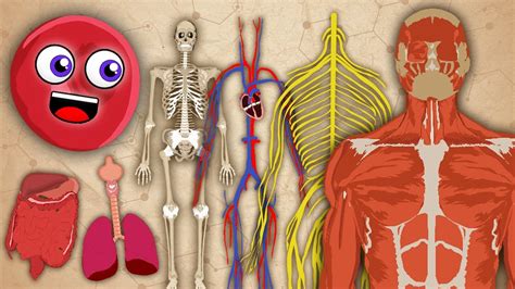 The Human Body Klt Anatomy Youtube