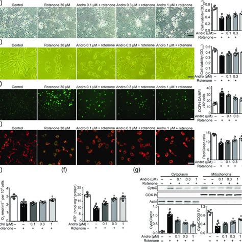 Andrographolide Andro Reduced Rotenone Induced Toxicity And