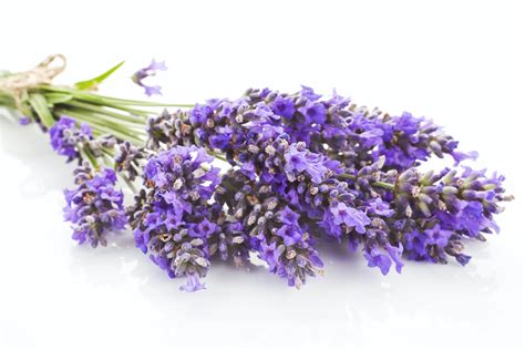 English Lavender Essential Oil English Growers And Distiller Of Uk