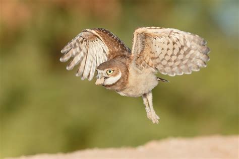 Burrowing Owl Audubon Field Guide