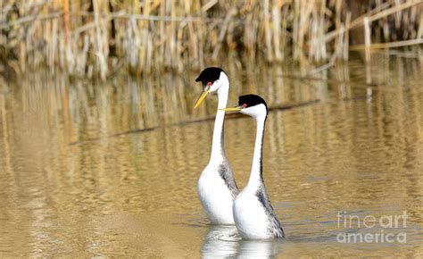 Western Grebe Mating Dance Photograph by Dennis Hammer