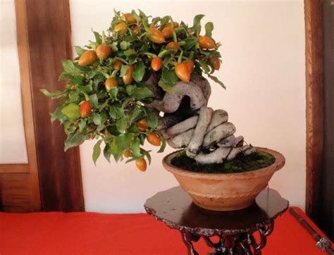 Top Bonsai De Rvores Frut Feras Bonsai Empire