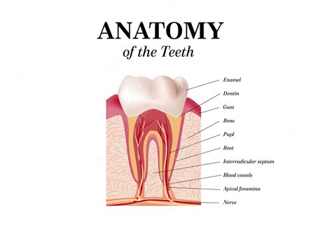 Tand Anatomie Vector Tandheelkundige Infographics Realistische Witte