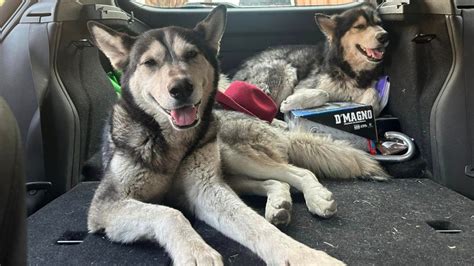 Abandonan Due Os A Perritos Huskys En La Carretera A Quer Taro Les