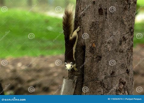 Squirrels are Climbing Trees in the Park. Stock Photo - Image of bushy ...