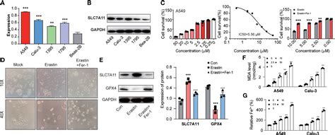 Frontiers Mir A P Promotes Non Small Cell Lung Cancer Through