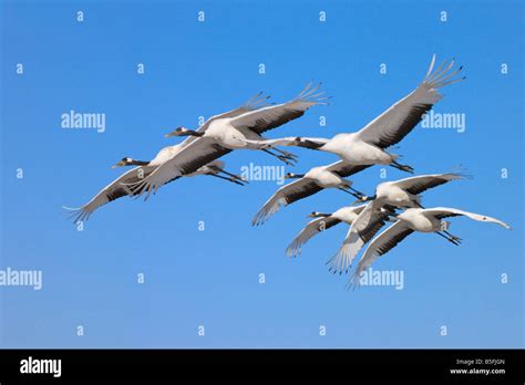 Red Crowned Cranes Flying North China Stock Photo Alamy