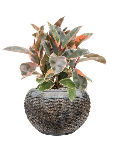 Ficus Elastica Belize Donica Baq Luxe Lite Universe Layer System