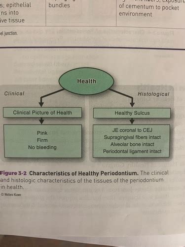 Perio Chapter 3 Overview Of Diseases Of The Periodontium Flashcards Quizlet