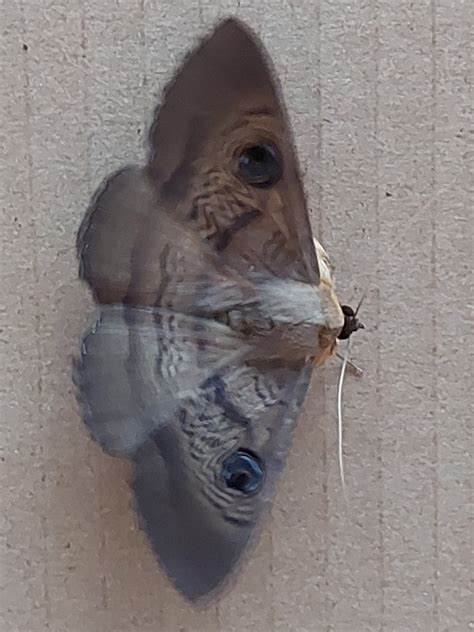 Southern Moon Moth From Woodside Beach Vic Australia On November