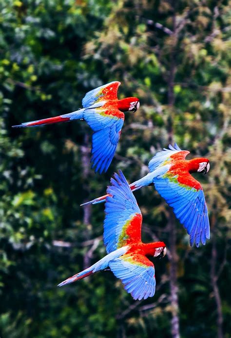 Brazil Rainforest Rainforest Birds Amazon Rainforest Tropical