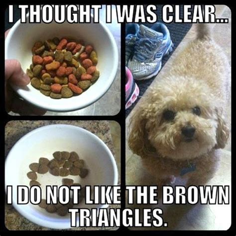 Funny Dog Quotes About Food - ShortQuotes.cc