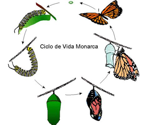 Cuaderno De BiologÍa Iv De Brenda Grupo 618 PrÁctica De La Mariposa Monarca Y Mapa Conceptual