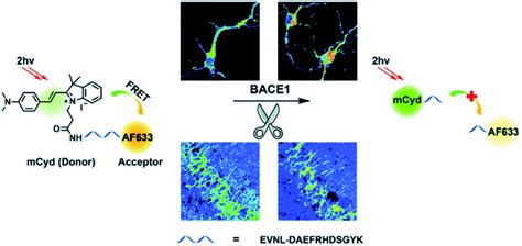 Fluorescent Small Organic Probes For Biosensing Chemical Science Rsc