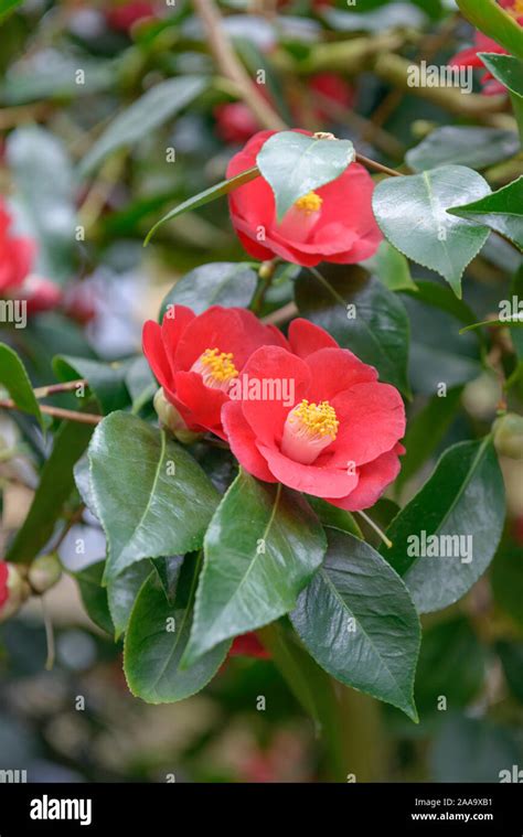 Kamelie Camellia Japonica Ashiya Stock Photo Alamy