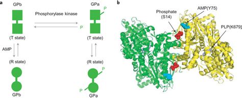 Structure of glutamate dehydrogenase a, Structural states of GP ...