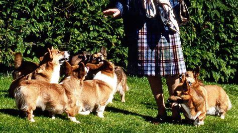 Queen Elizabeth S Corgis A History Hd Wallpaper Pxfuel