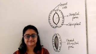 Stomata || Guard cells || Functions || Notes || Diagram... | Doovi