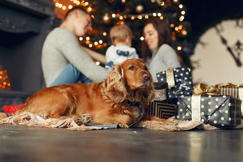 Dicas Divertidas para Ajudar Seu Pet a Encarar os Fogos de Artifício