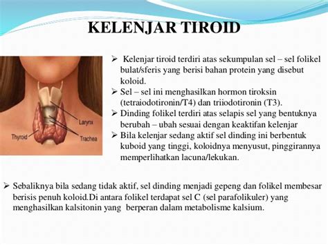 Penyakit Kelenjar Tiroid - Homecare24